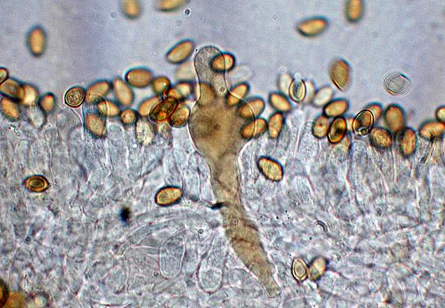 Agrocybe sororia s.l.